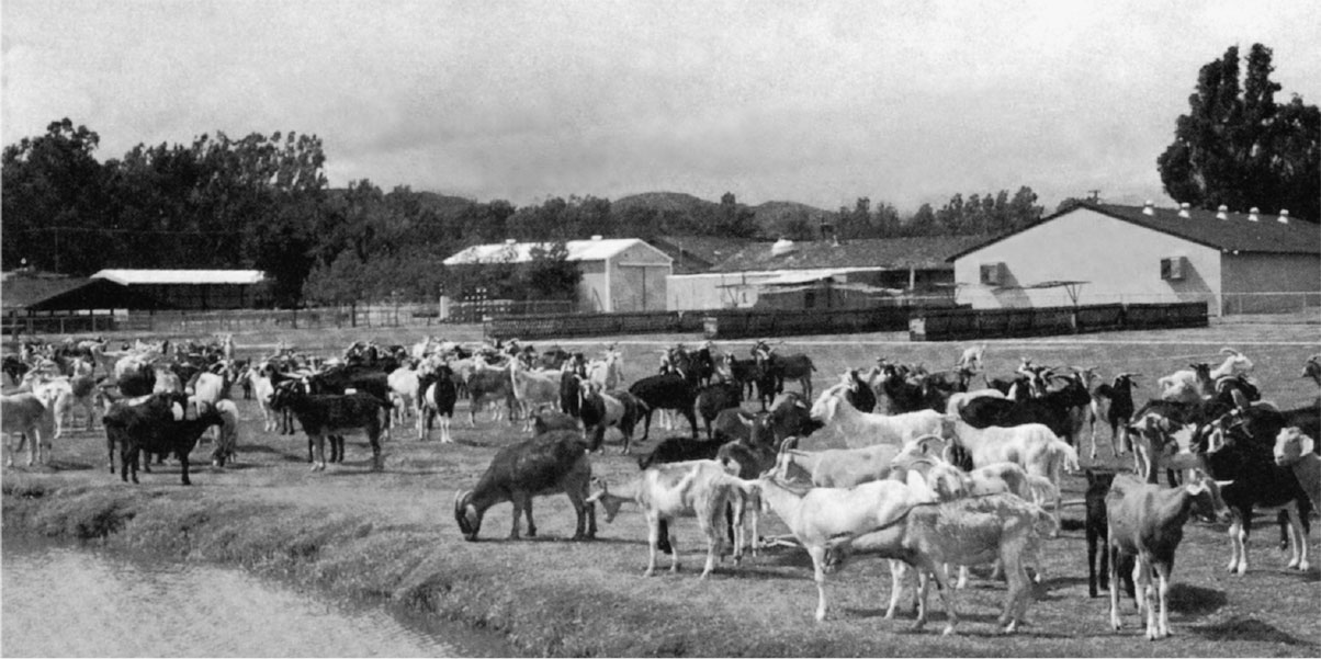 IICのヤギ牧場と工場